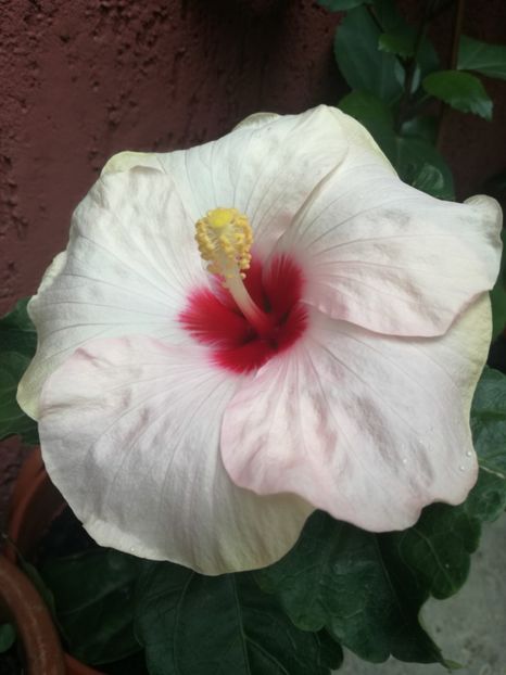  - Hibiscus