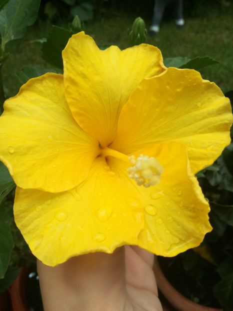  - Hibiscus