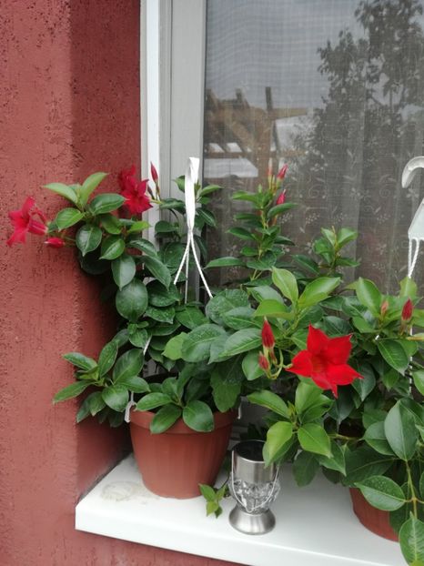  - Plante