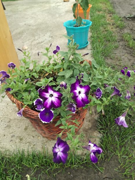  - Plante