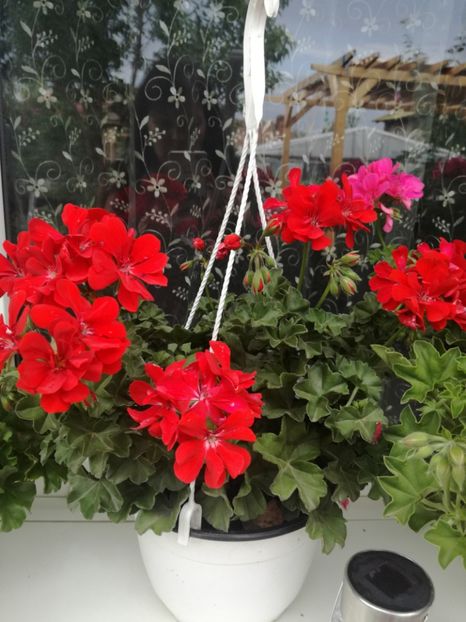  - Plante