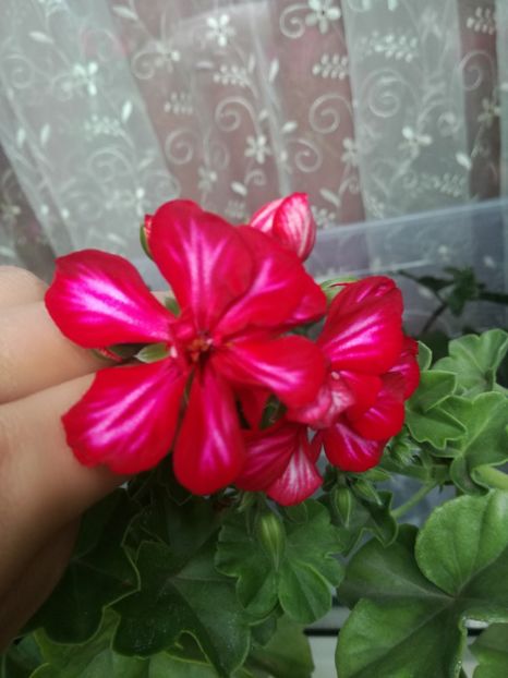  - Plante
