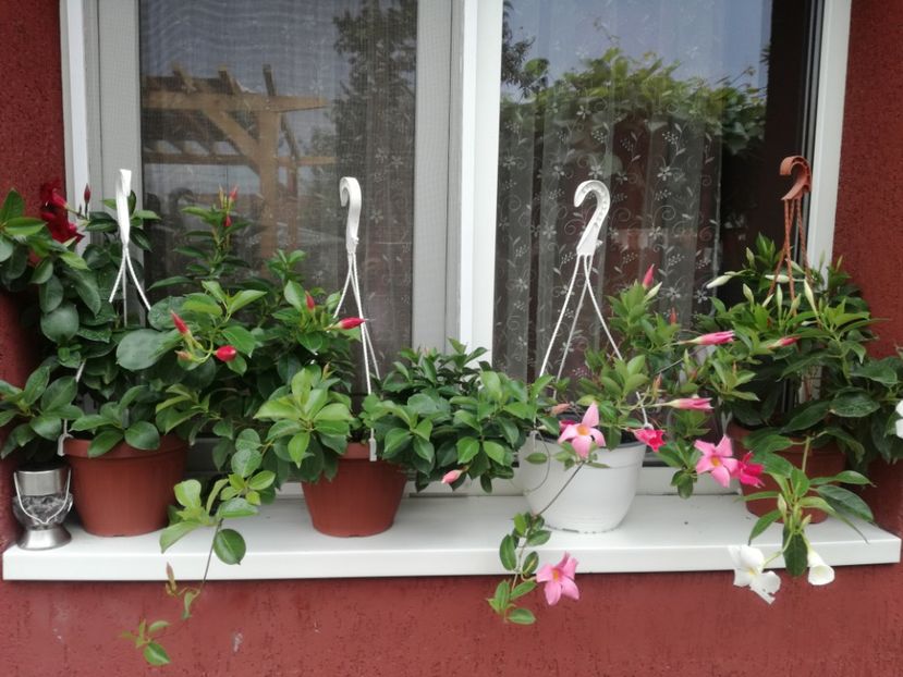  - Plante