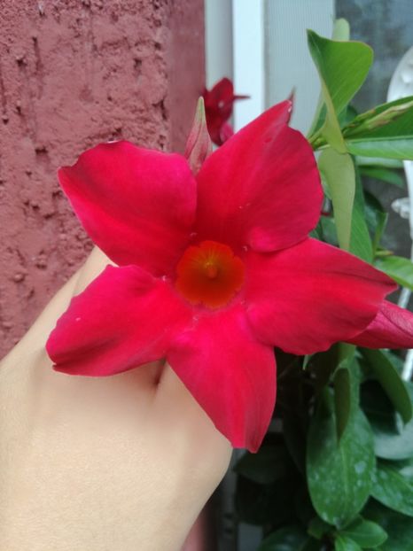  - Plante