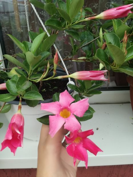  - Plante