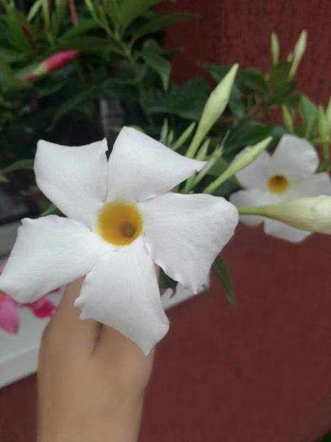  - Plante