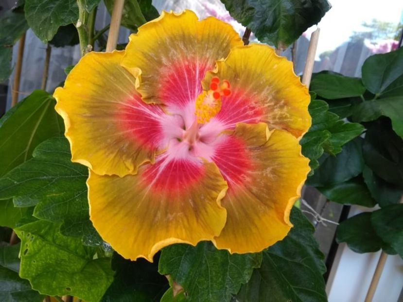 Bob Carran - 0Hibiscus in colectie infloriti