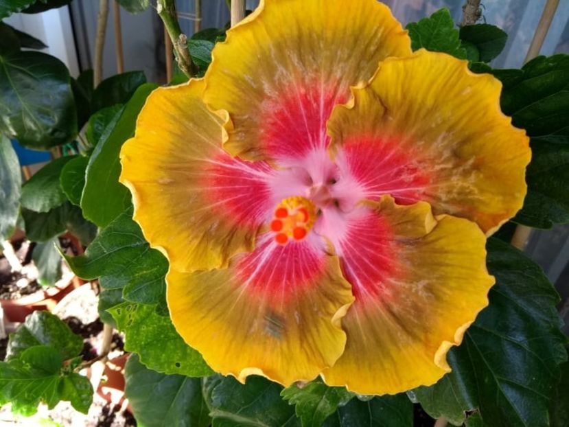 Bob Carran - 0Hibiscus in colectie infloriti