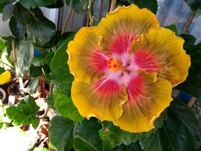 Bob Carran - 0Hibiscus in colectie infloriti