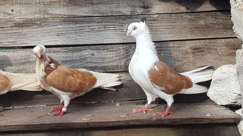  - 5-Jucatori de Amara