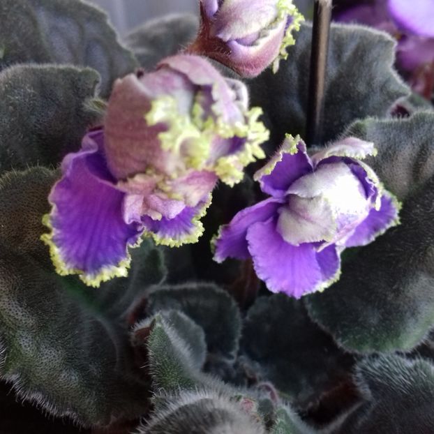  - Florile mele