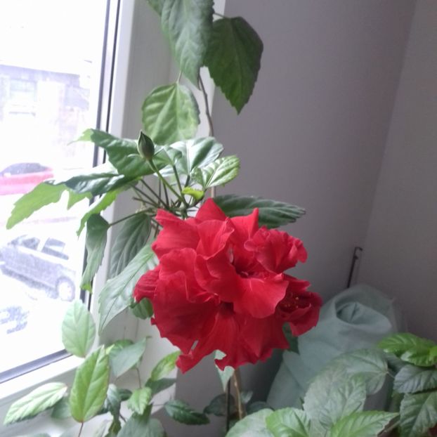  - Florile mele