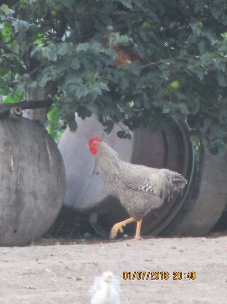 cocos 2018 ! - Plymouth Rock Barat