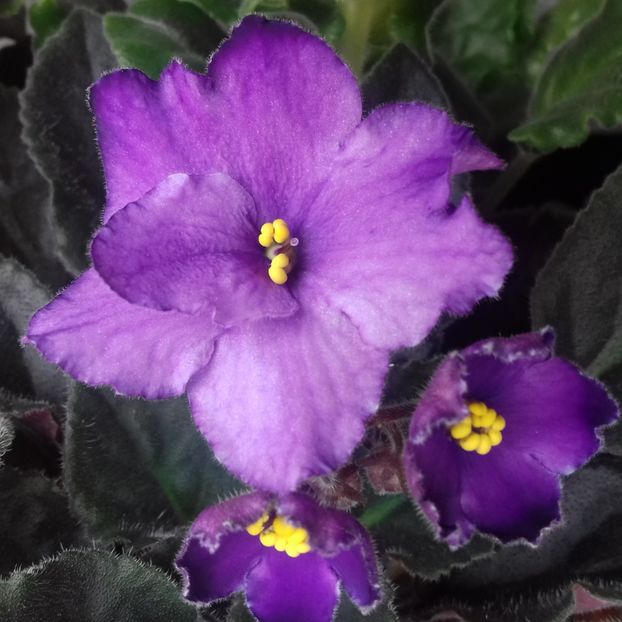  - Florile mele