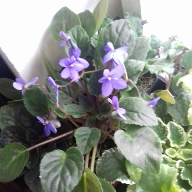  - Florile mele