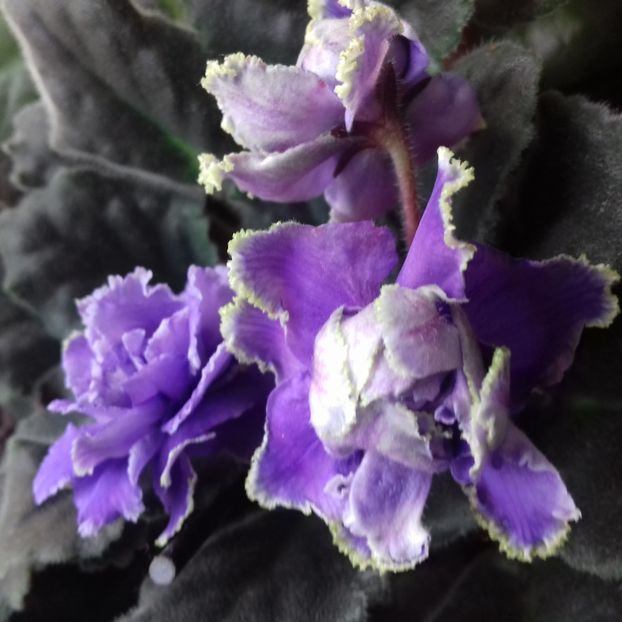 - Florile mele