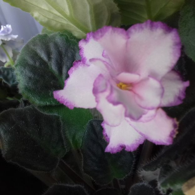  - Florile mele