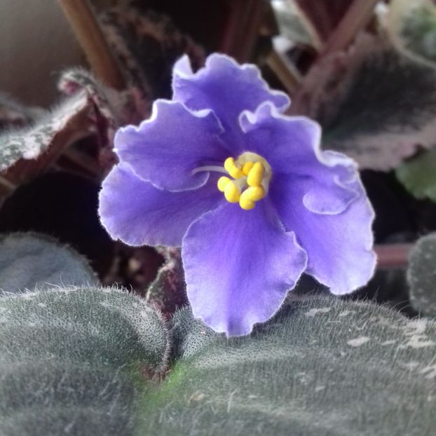  - Florile mele