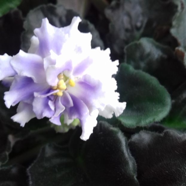  - Florile mele