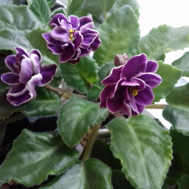 - Florile mele