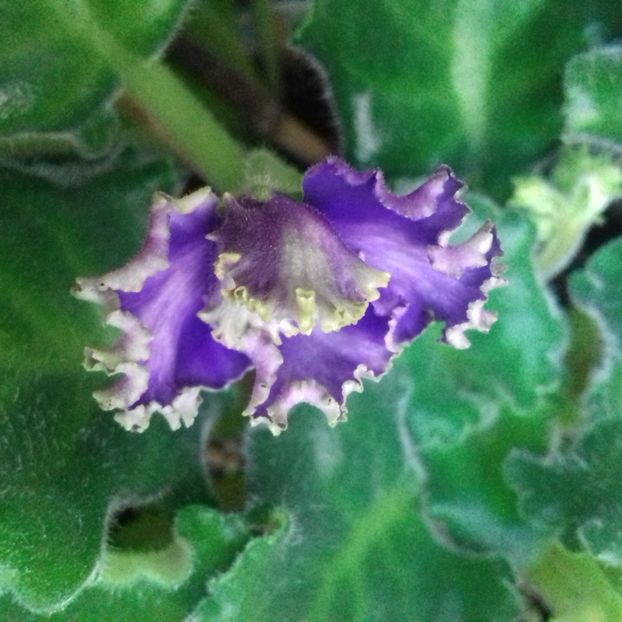  - Florile mele