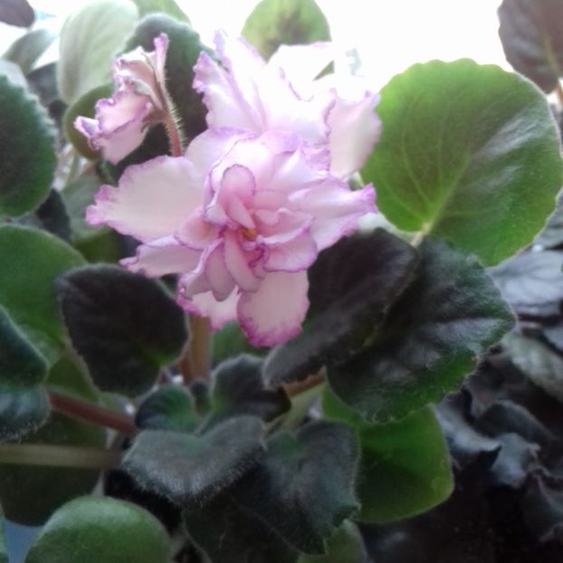  - Florile mele