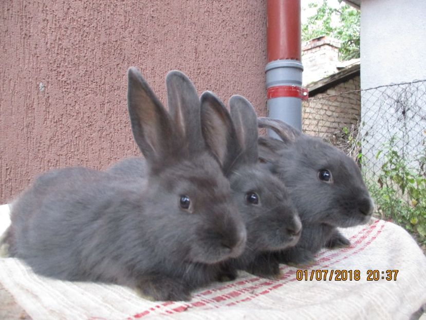 tineret vienez albastru !!! - xxx TINERET 2018 IEPURI