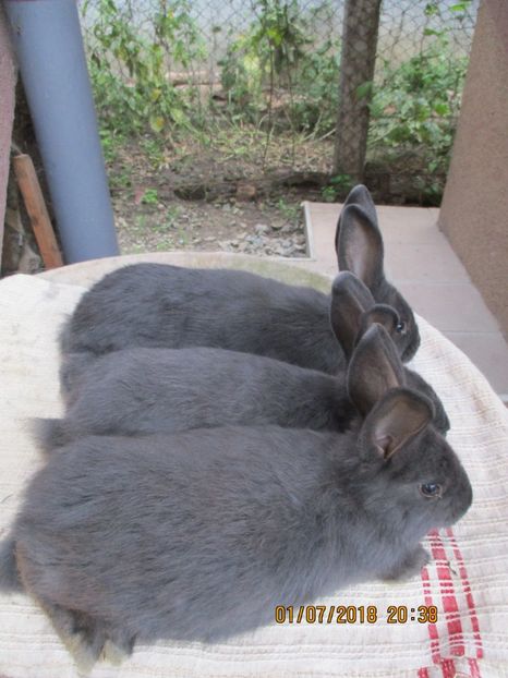 din 17.04. 2018 !!! - xxx TINERET 2018 IEPURI