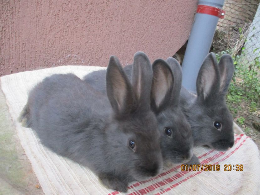  - xxx TINERET 2018 IEPURI