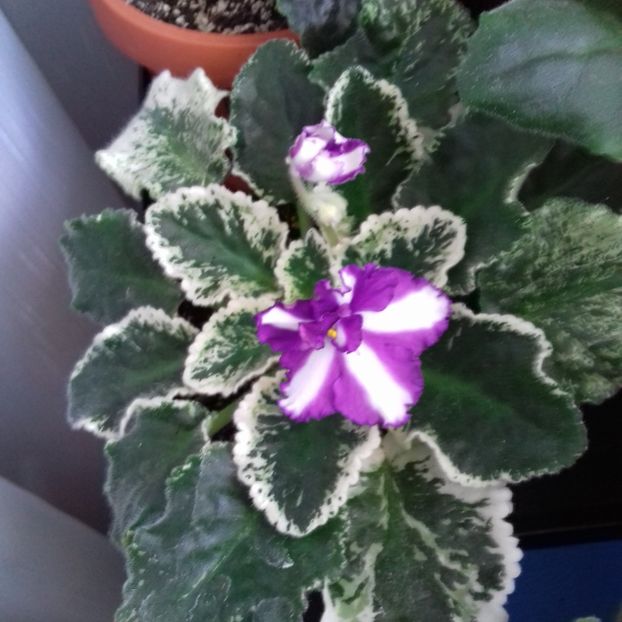  - Florile mele