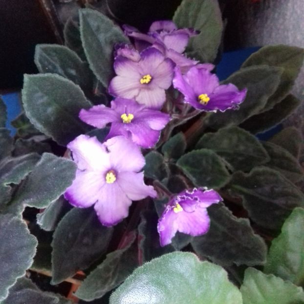  - Florile mele