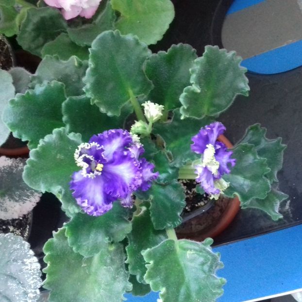  - Florile mele