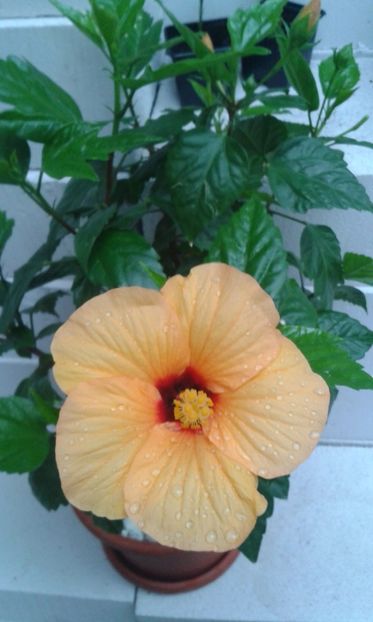  - HIBISCUS