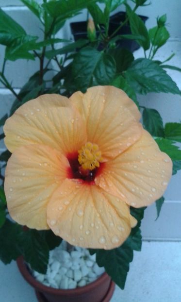  - HIBISCUS