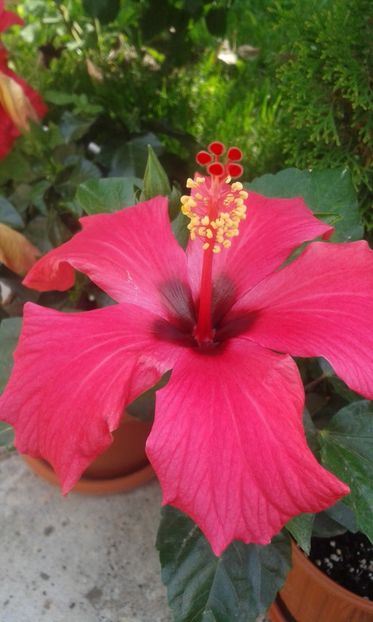  - HIBISCUS