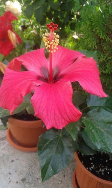  - HIBISCUS