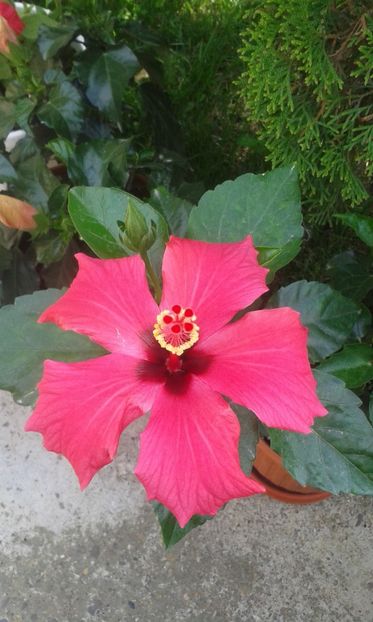 - HIBISCUS