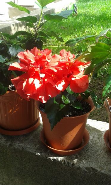 Ciclam - HIBISCUS
