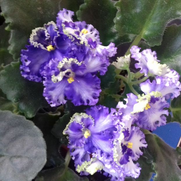  - Florile mele