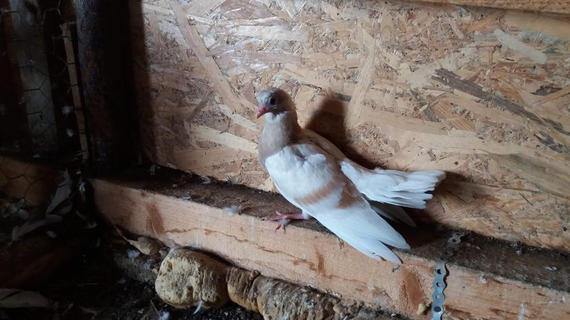 received_865147450342352 - 9-Dungat Romanesc