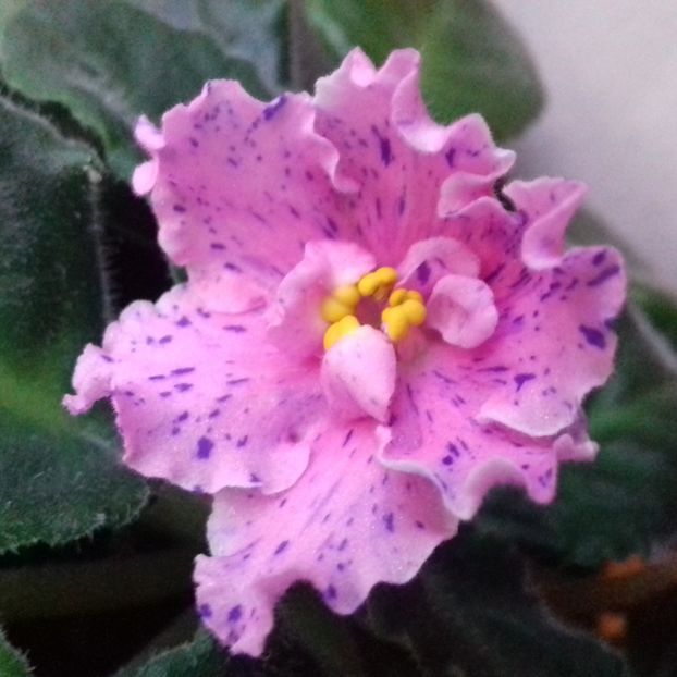  - Florile mele