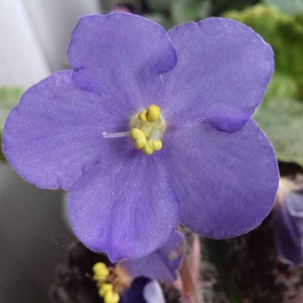  - Florile mele