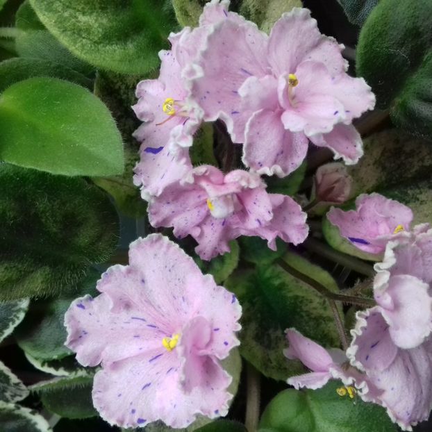  - Florile mele