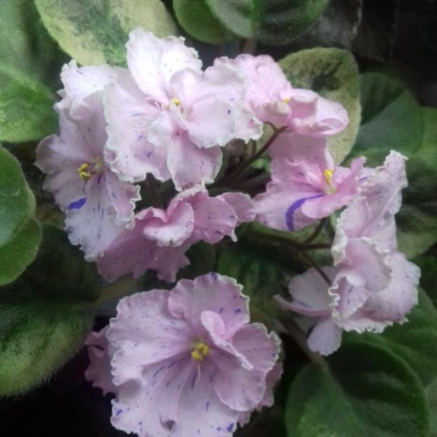  - Florile mele