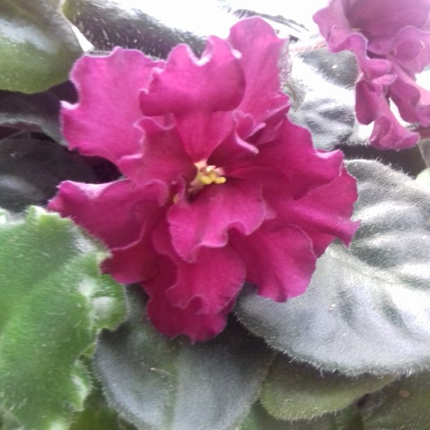  - Florile mele