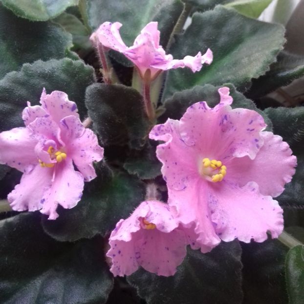  - Florile mele