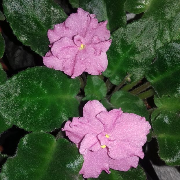  - Florile mele