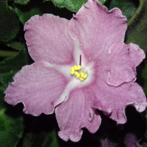  - Florile mele