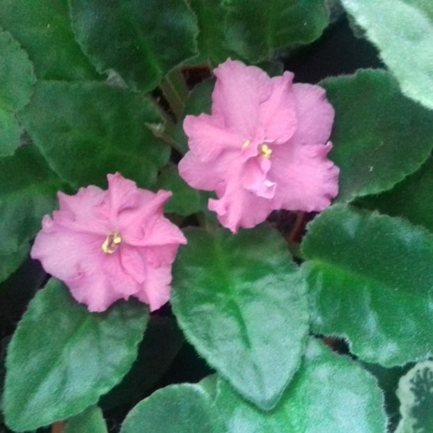  - Florile mele