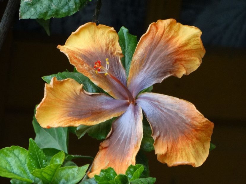  - Plante in ghiveci 2018